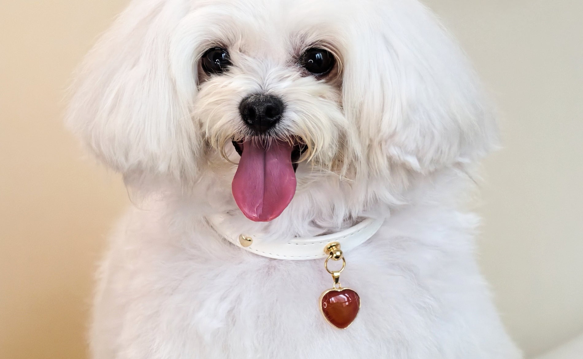 Delicate crystal accessories, perfect for your furry family.
